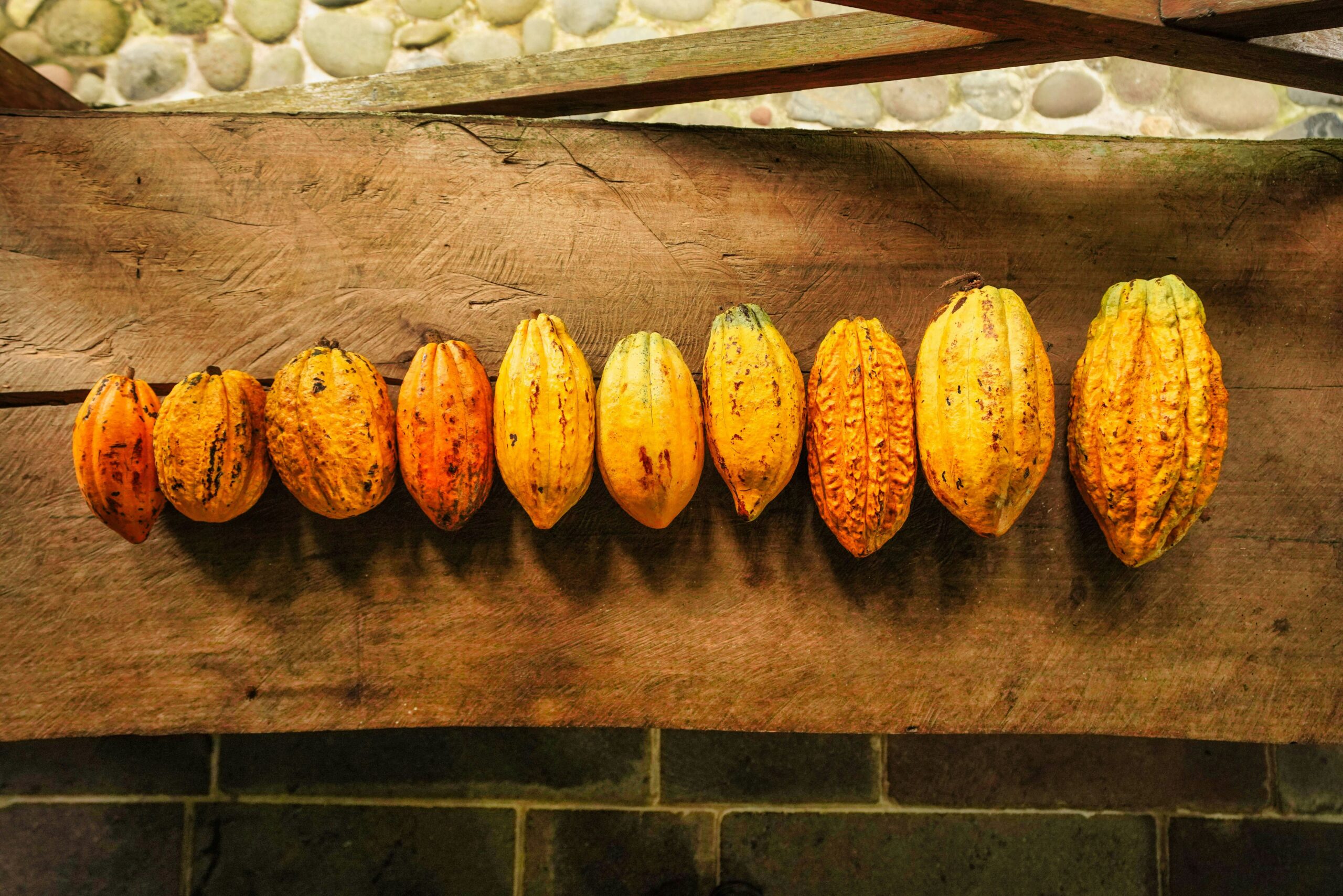 Fila de mazorcas de cacao maduras sobre una viga de madera r&uacute;stica, con pared de piedra al fondo