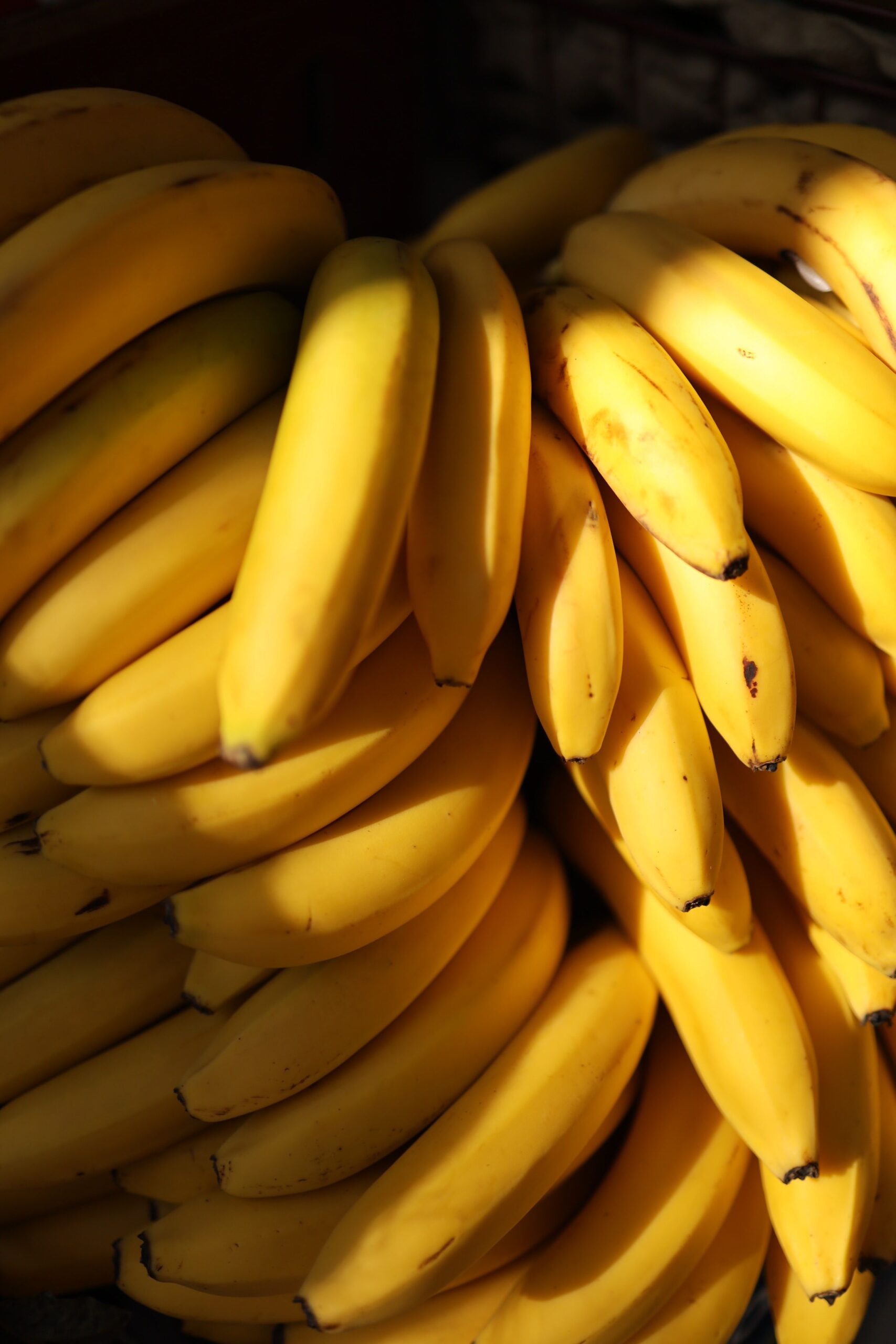 Ripe Cavendish banana bunches ready for export, warm dramatic light