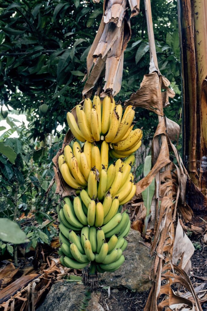BASC certification Ecuador exporters supply chain security