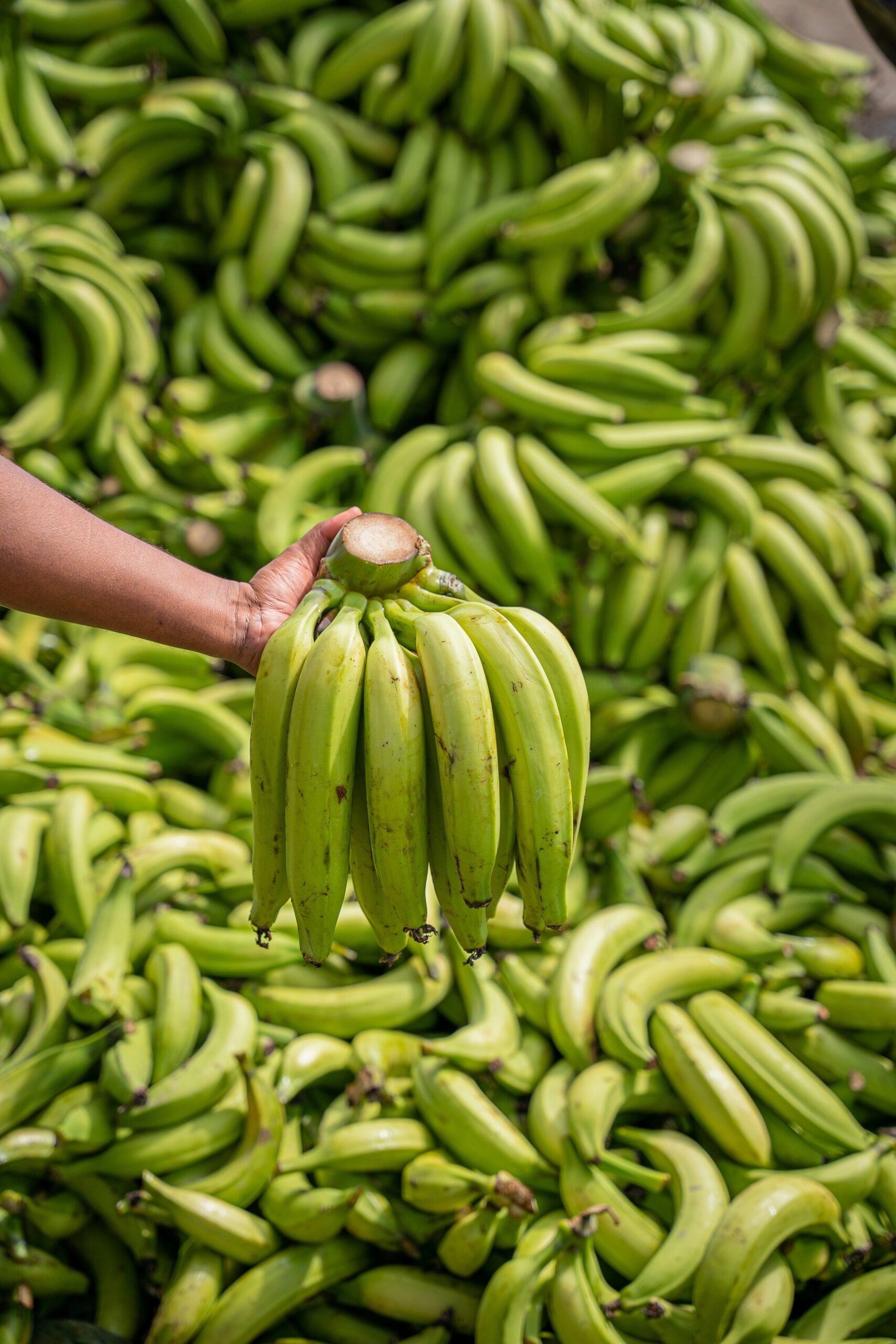 Hand holding a green plantain bunch in front of a large pile of harvested plantains