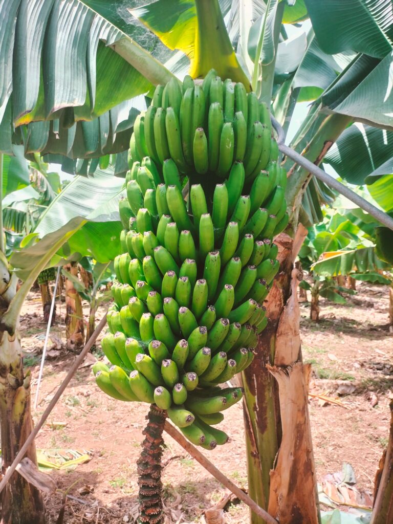 Cómo Exportar Banano desde Ecuador: Guía Básica para Productores