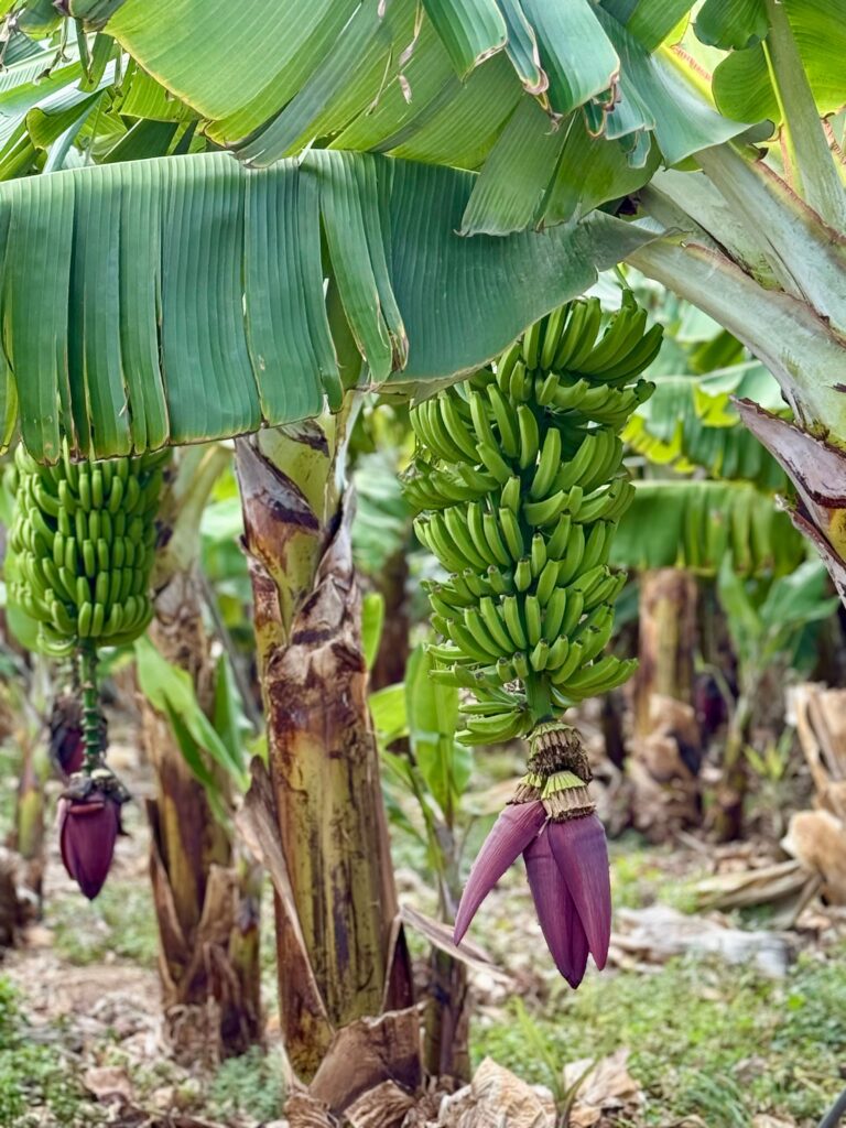 Fusarium Raza 4 Tropical: Qué Debe Hacer un Productor Bananero para Proteger su Finca