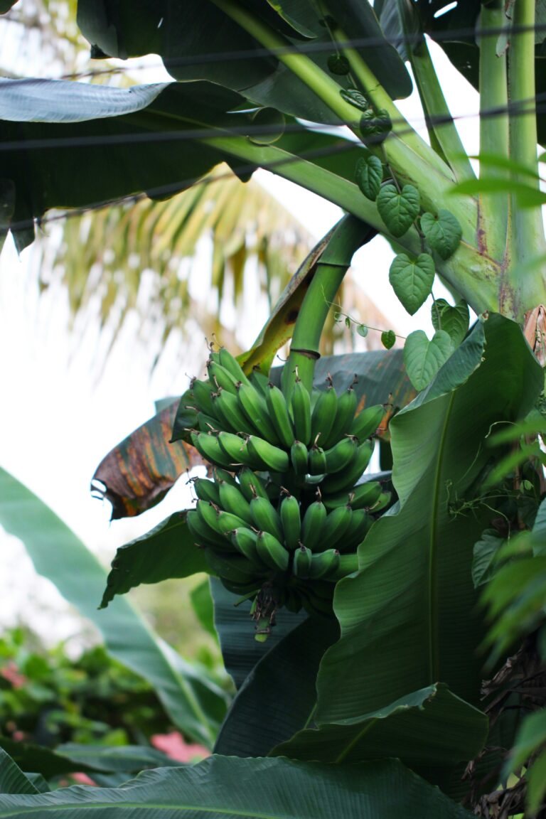 ¿Banano Cavendish o Plátano? Qué le Conviene Producir a un Agricultor Ecuatoriano