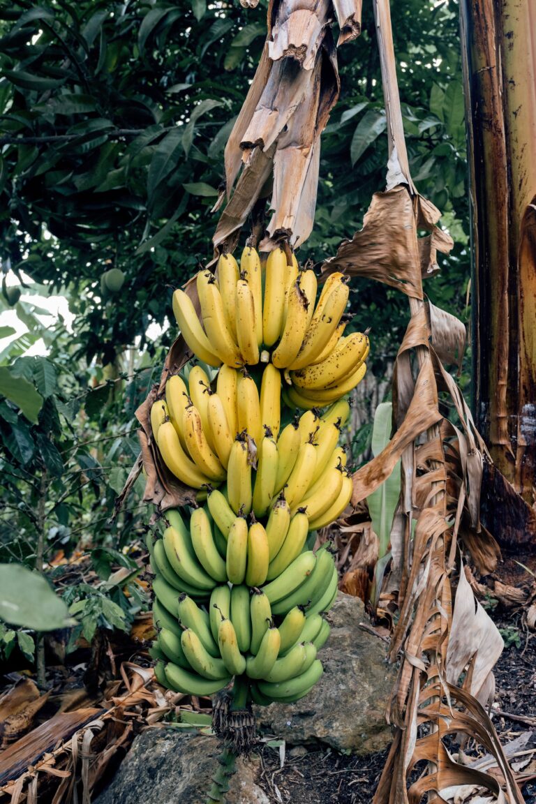 Cómo Unirse a una Cooperativa o Asociación para Exportar su Banano
