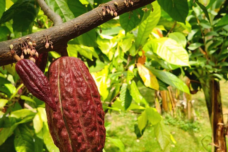 How to Buy Ecuador Cocoa Beans Direct From Origin: A Buyer’s Guide