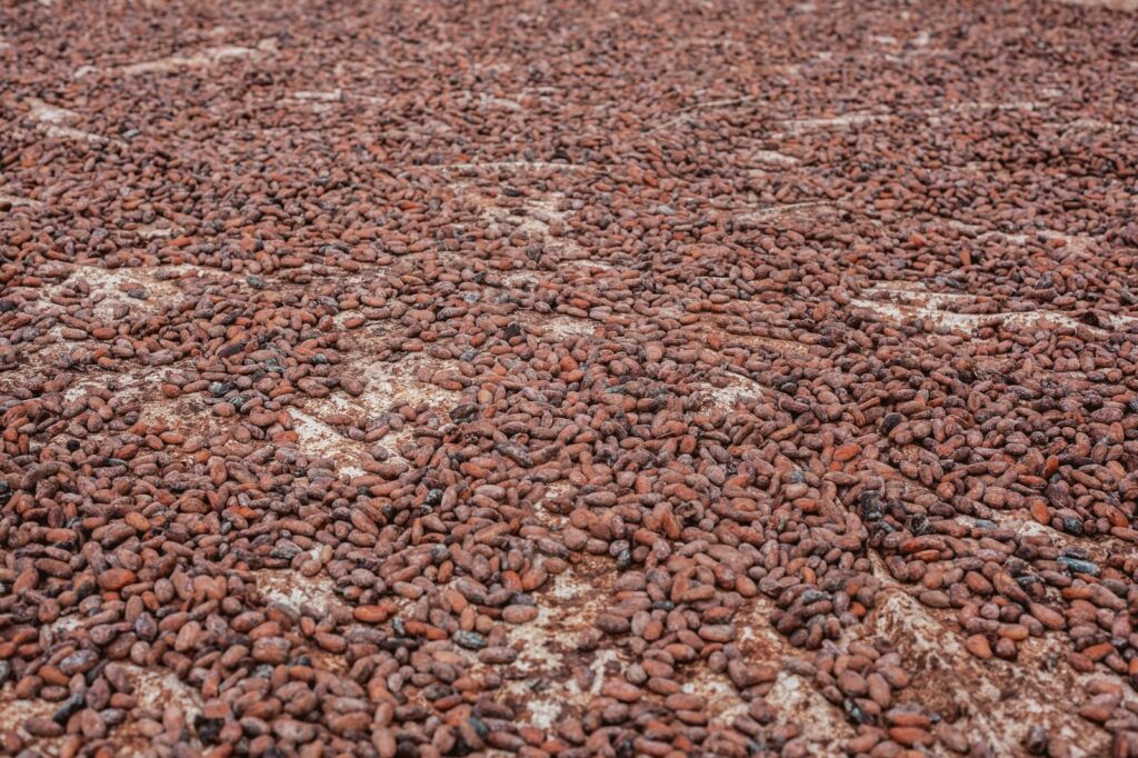 Cacao beans spread out on a patio for sun drying before export
