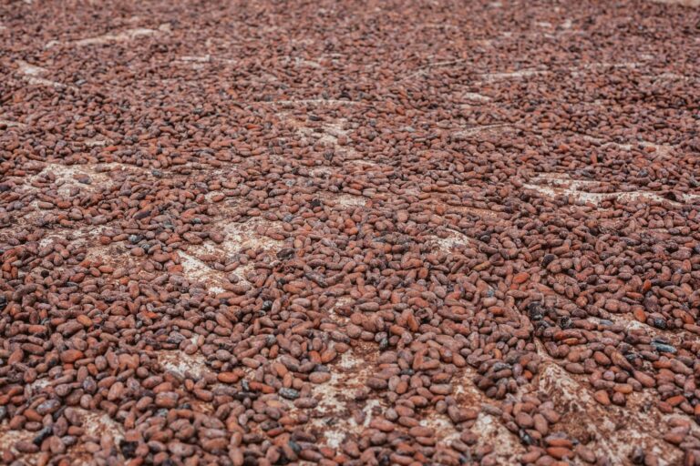 Cocoa Beans Exporter Checklist: What to Verify Before You Place a Wholesale Order