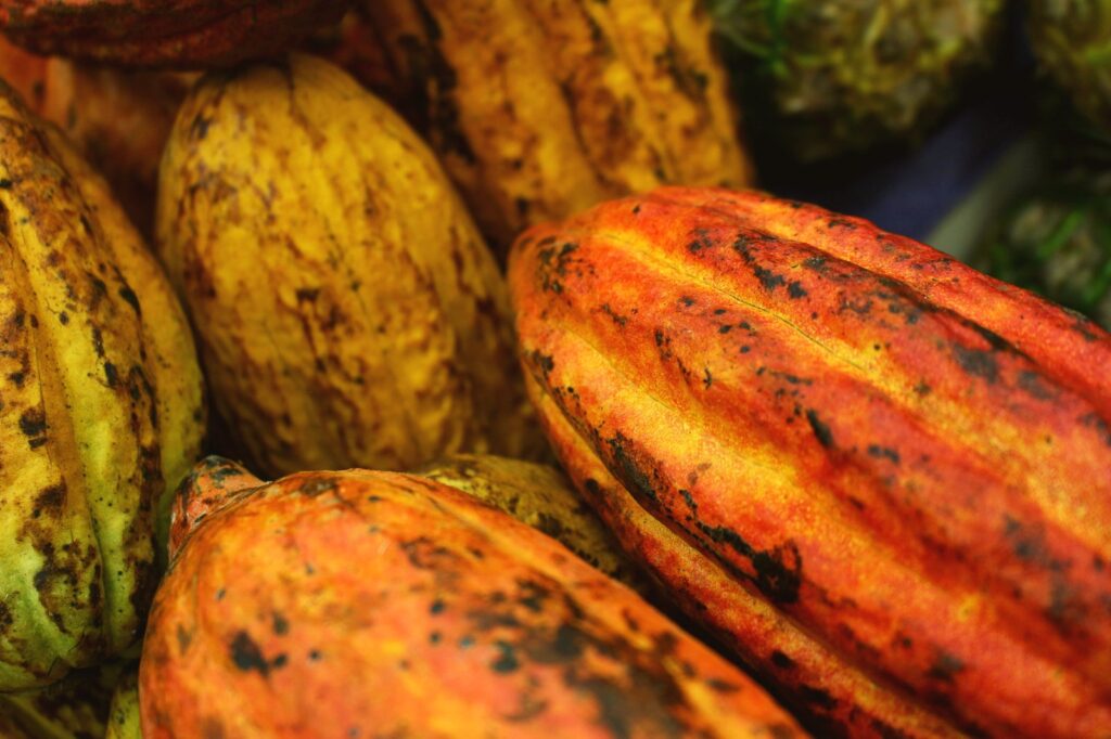 Cluster of freshly harvested cacao pods in varying ripening colors