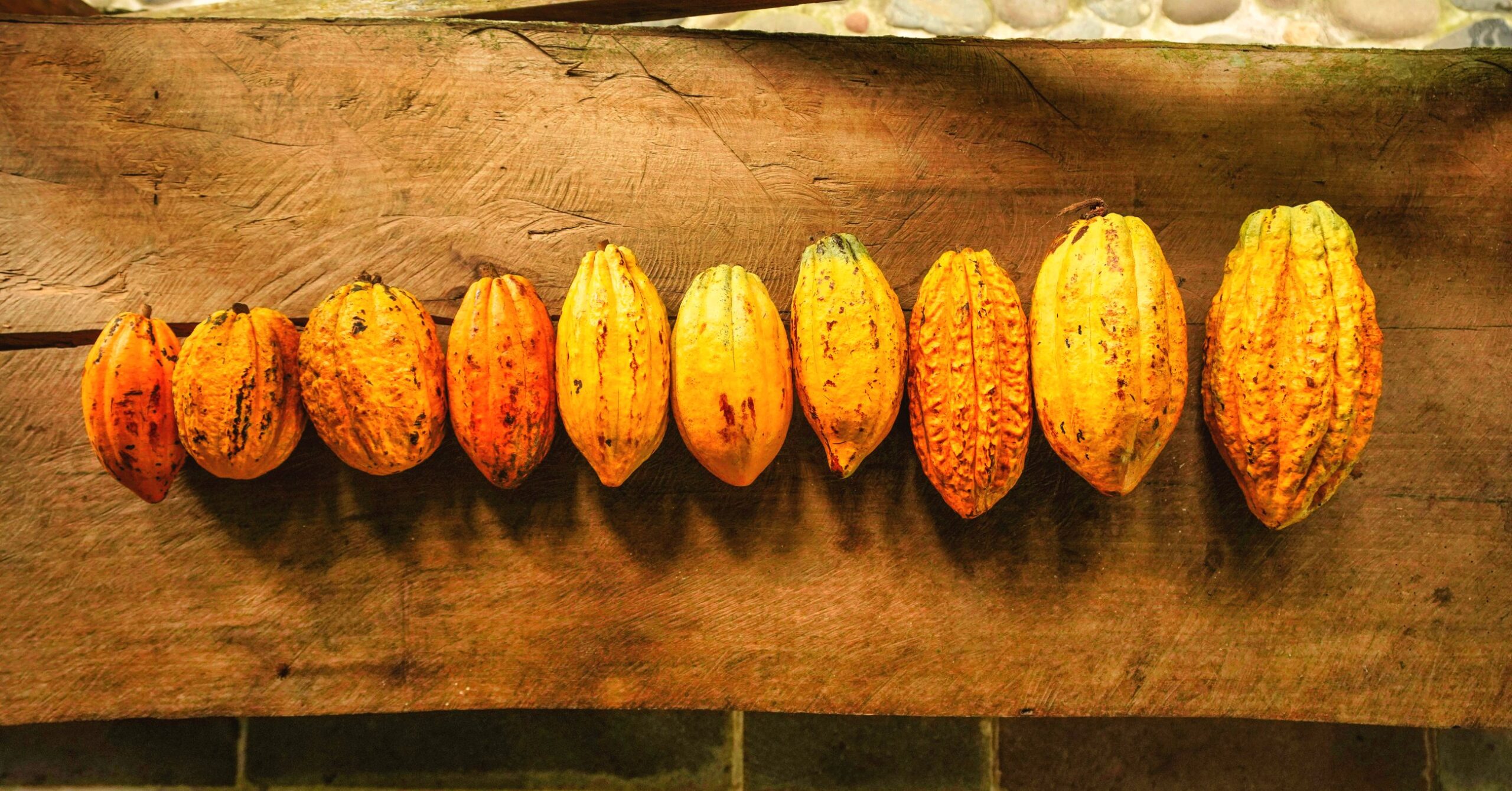 Row of harvested cacao pods lined up on a rustic wooden beam