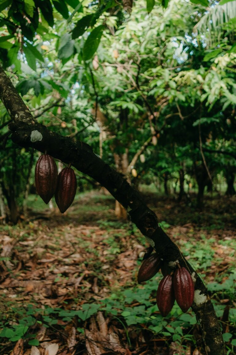 El Cacao de 5.300 Años — No Donde Crees