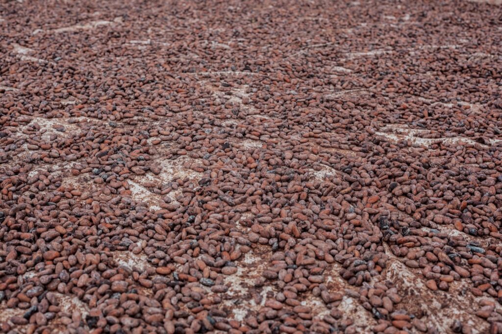 exporting cacao from Ecuador step by step