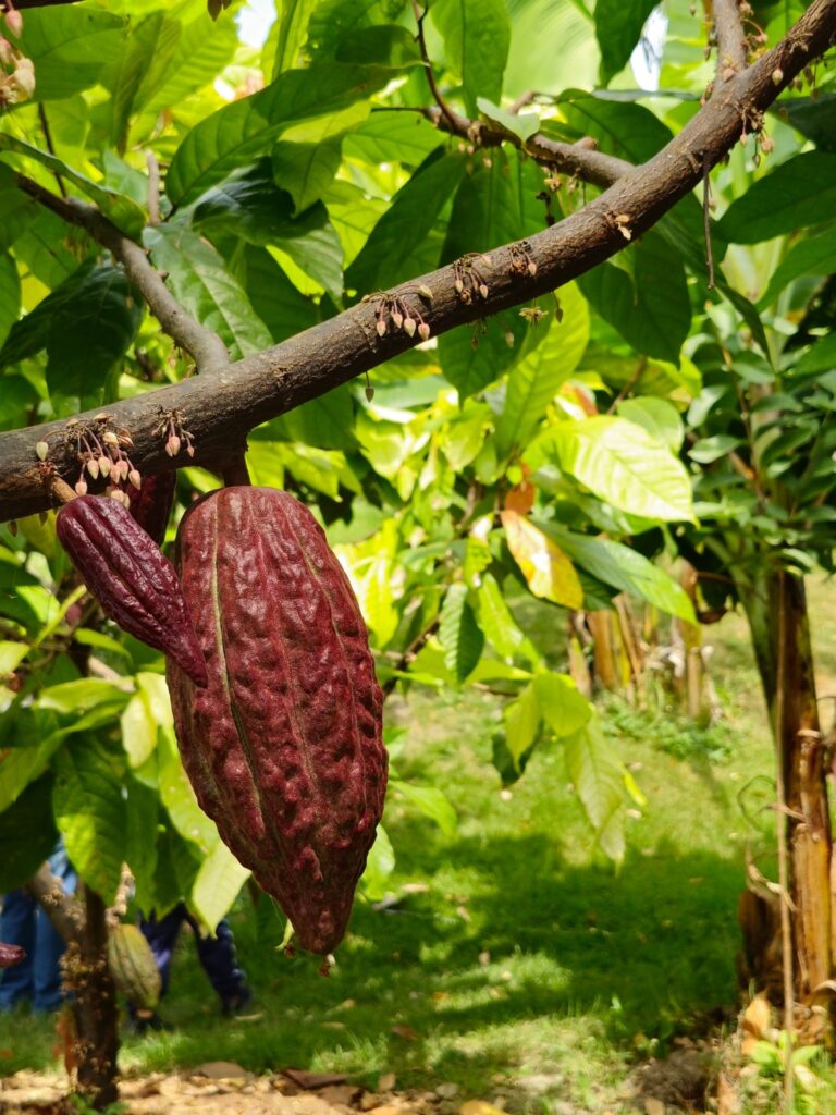 Ecuador cacao harvest EUDR compliance