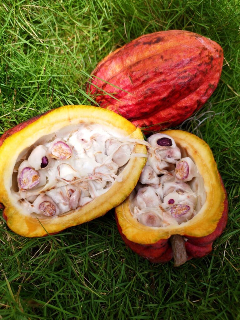 Cómo exportar cacao desde Ecuador: guía paso a paso para productores