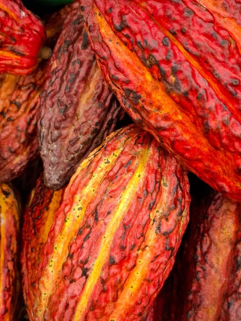 Regulación EUDR: lo que los exportadores ecuatorianos de cacao deben saber en 2026