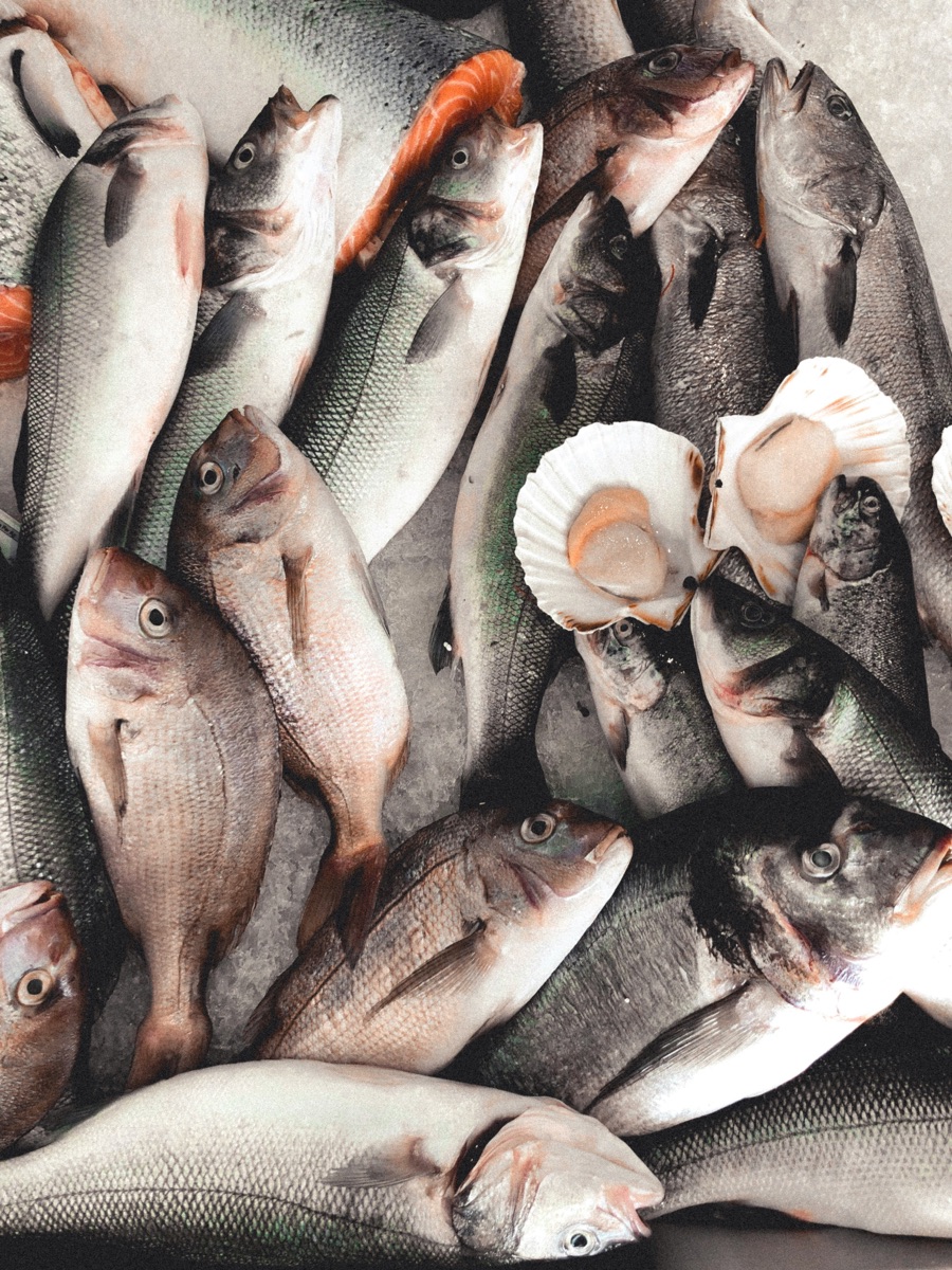 Mixed fresh seafood catch, including whitefish and scallops