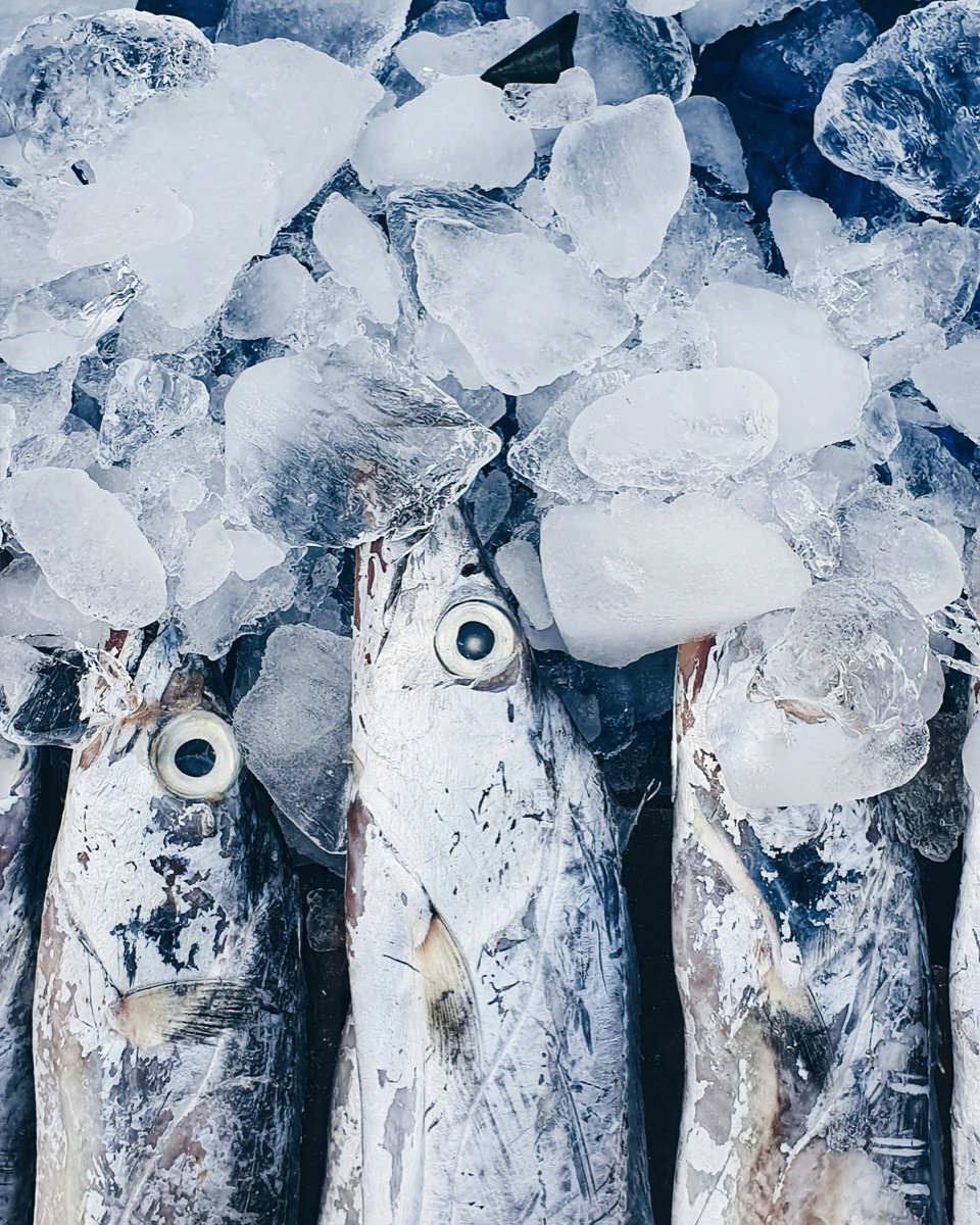Frozen whitefish on ice