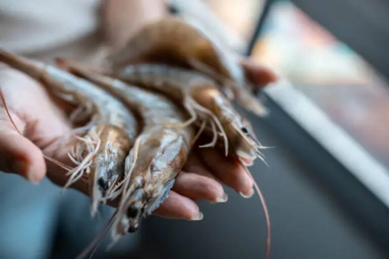 Black Spots on Raw Shrimp: Accept, Discount, or Reject?