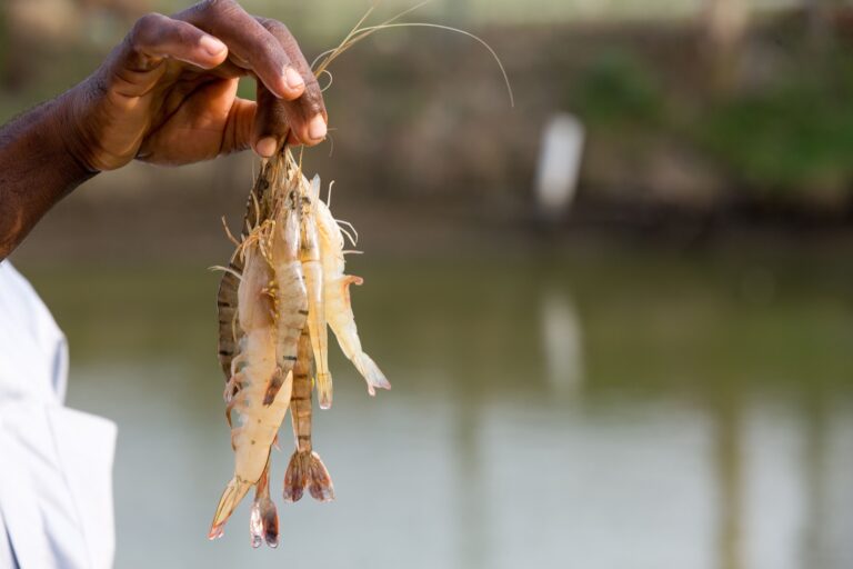 Sodium Metabisulfite and Ecuador Shrimp: What International Buyers Need to Know
