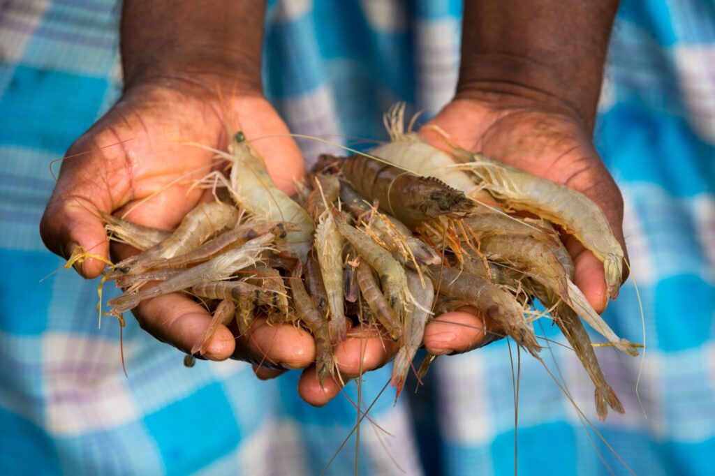 metabisulfite shrimp food safety Ecuador explainer
