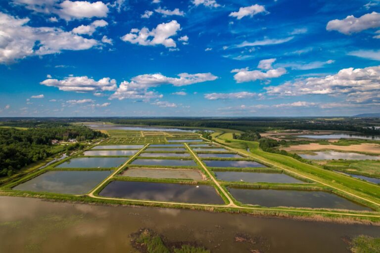 Extensive vs. Intensive Shrimp Farming: Why Ecuador Does It Differently